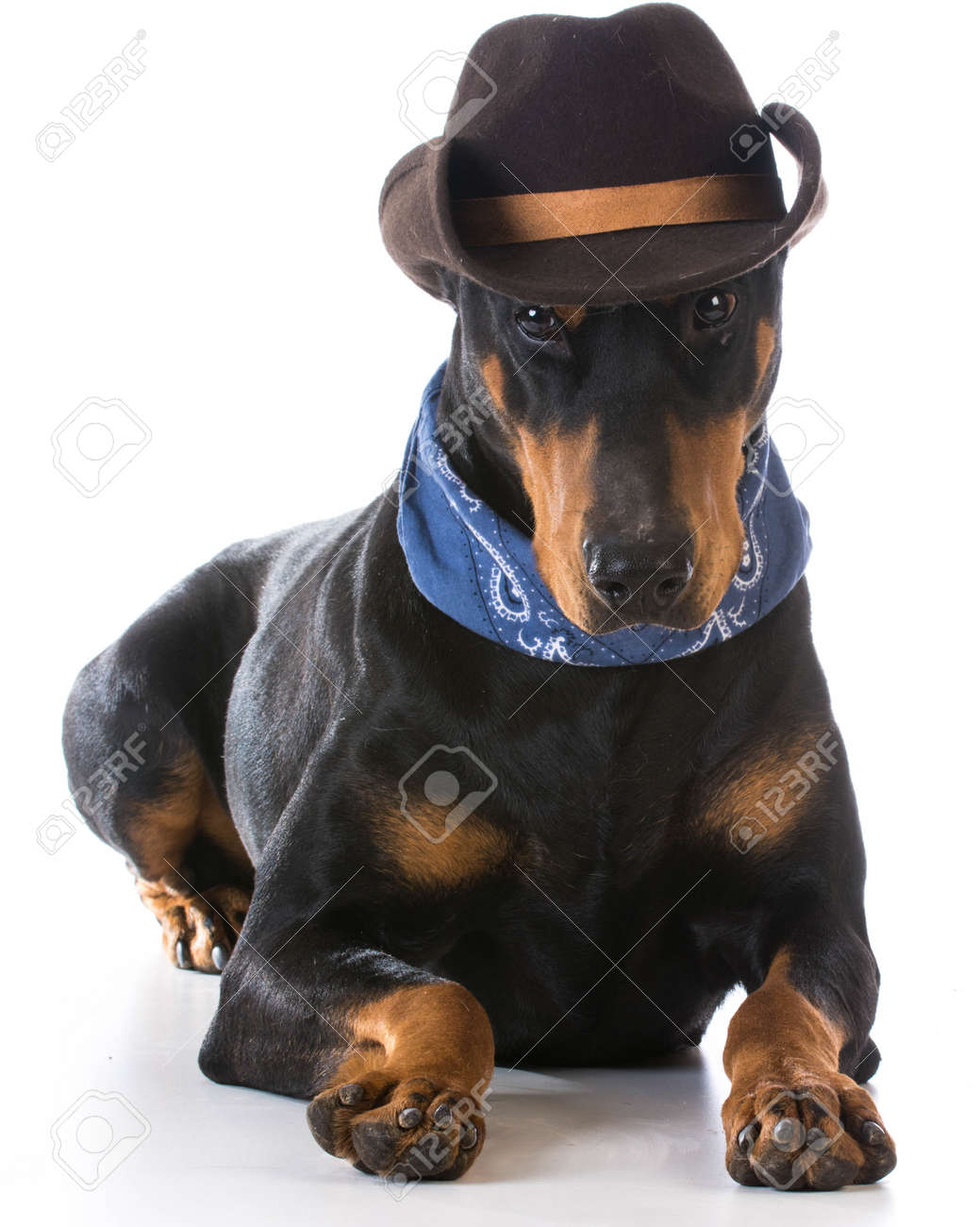 doberman hat