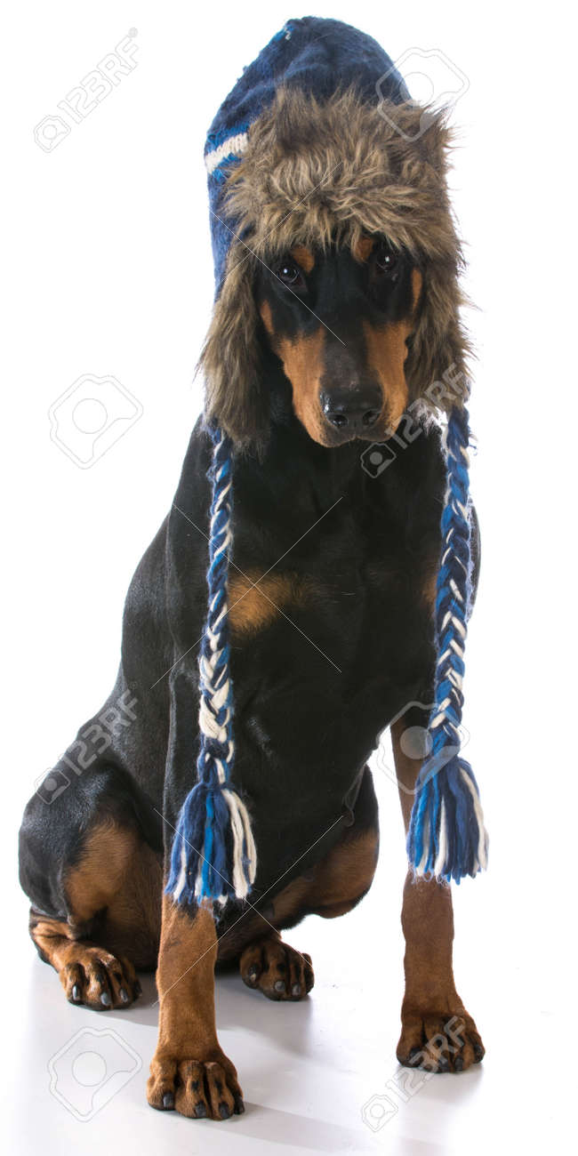 doberman dog clothes
