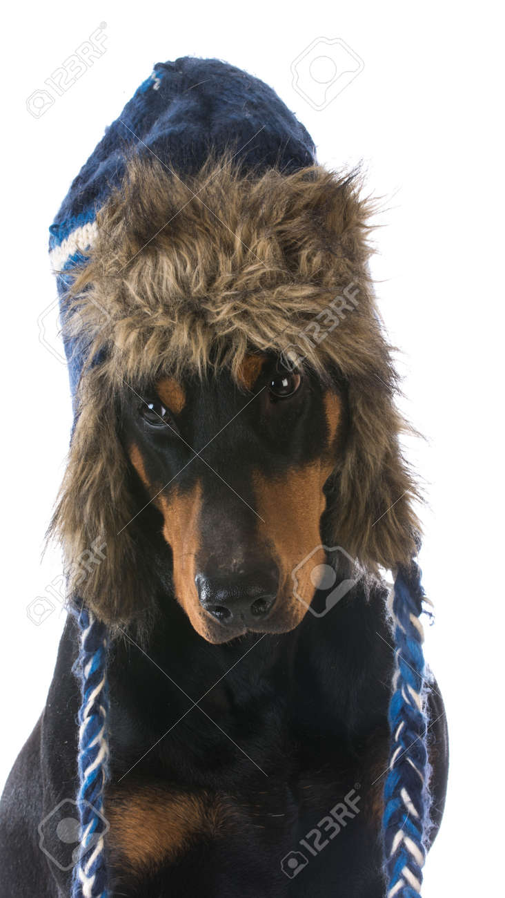doberman winter hat
