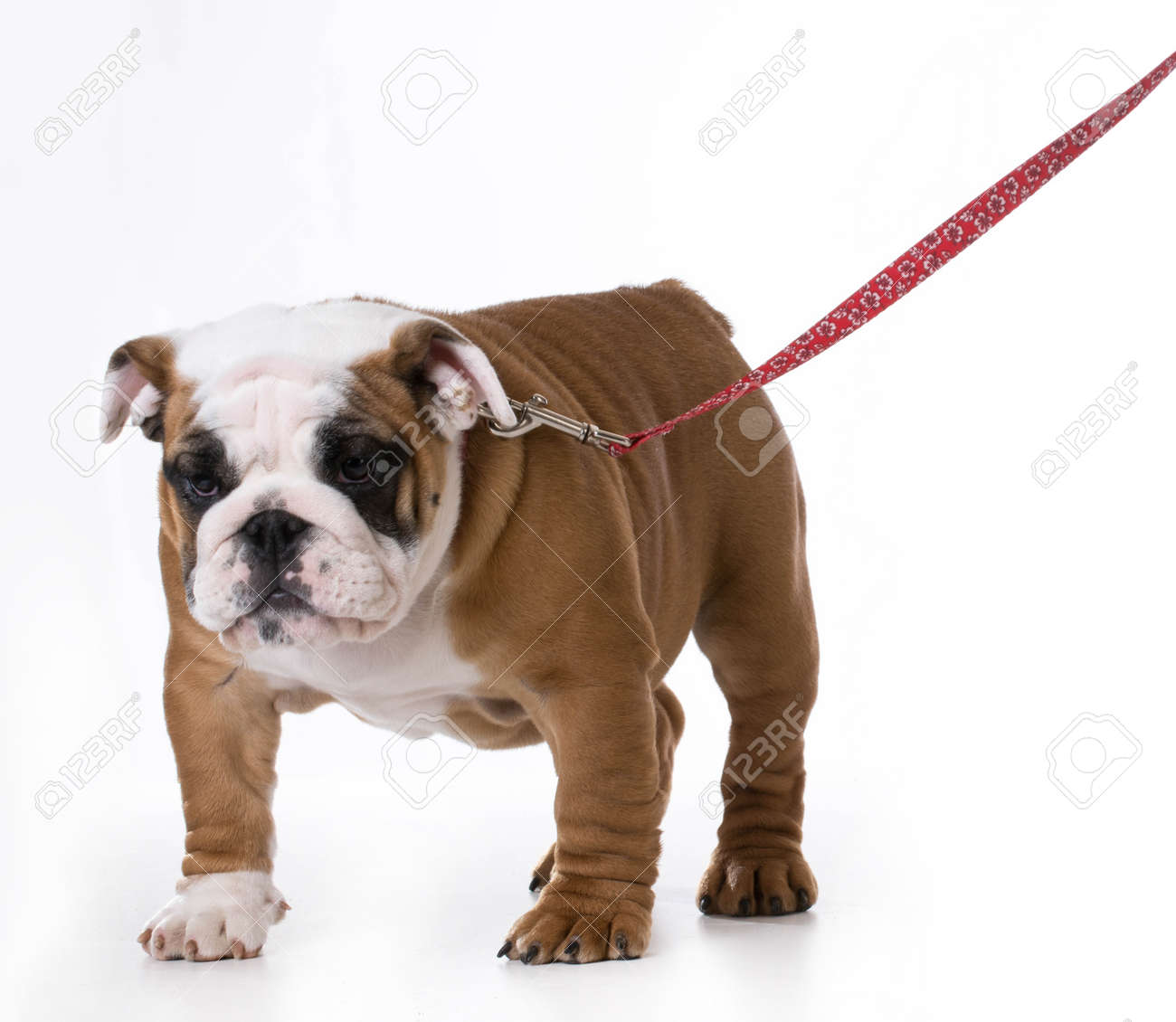 bulldog puppy collar