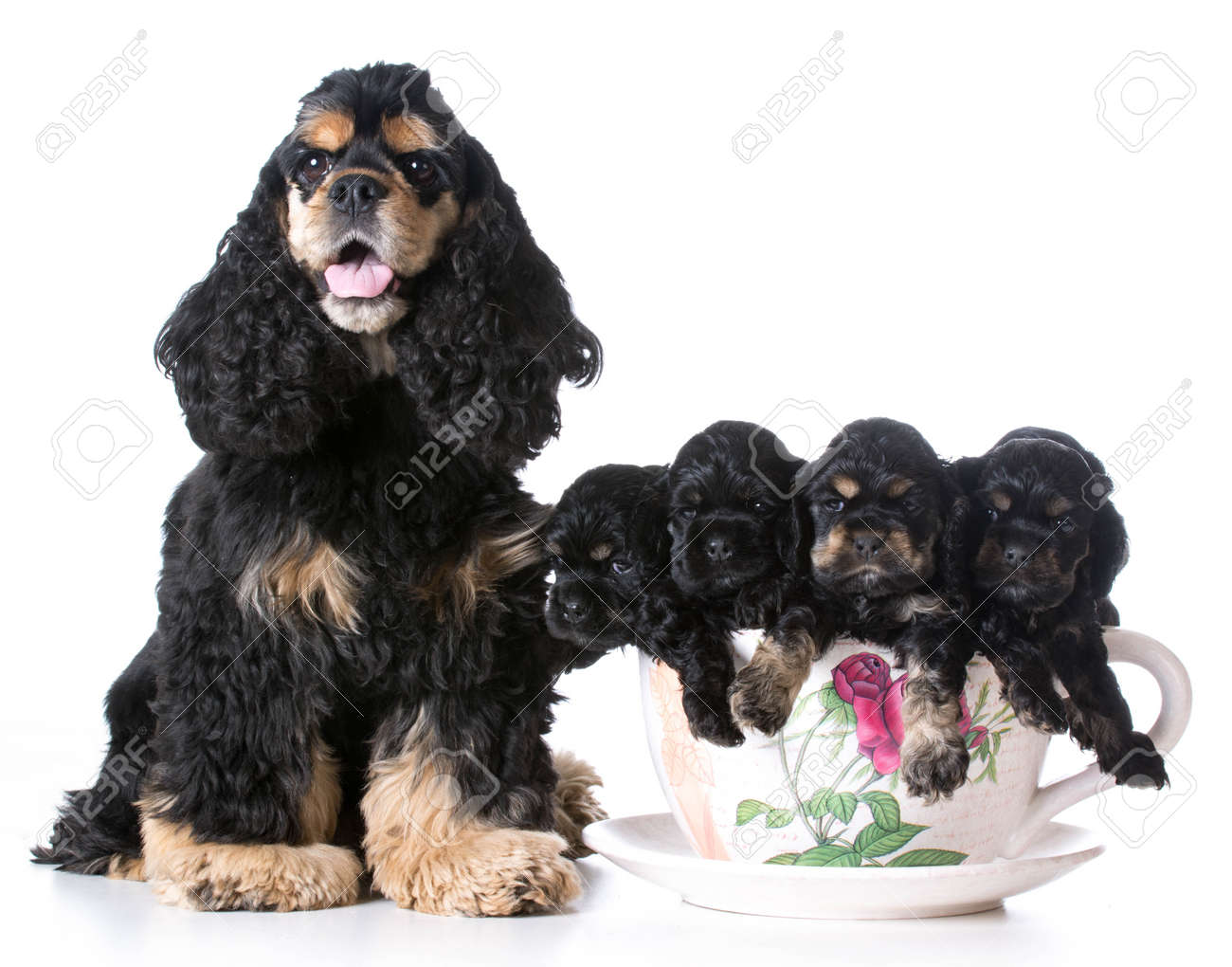 teacup cocker spaniel puppies