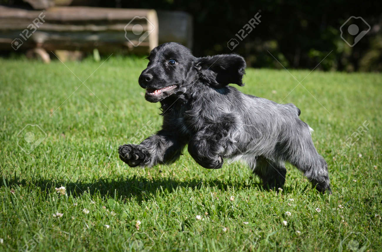 blue roan cocker puppies