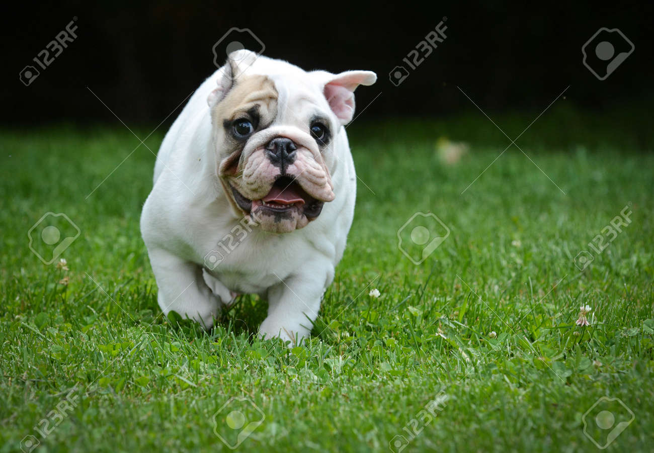 Immagini Stock Cane Corso Tre Mesi Di Età Cucciolo Bulldog