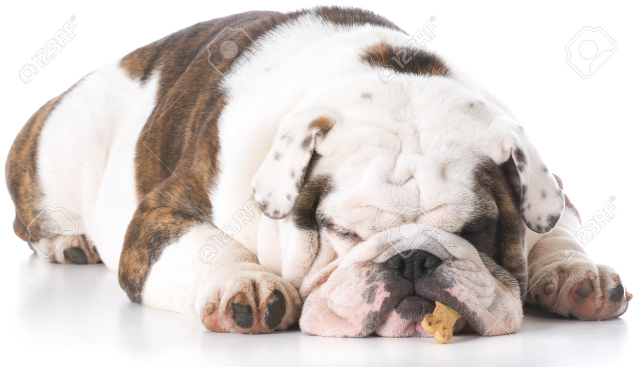 bulldog sleeping