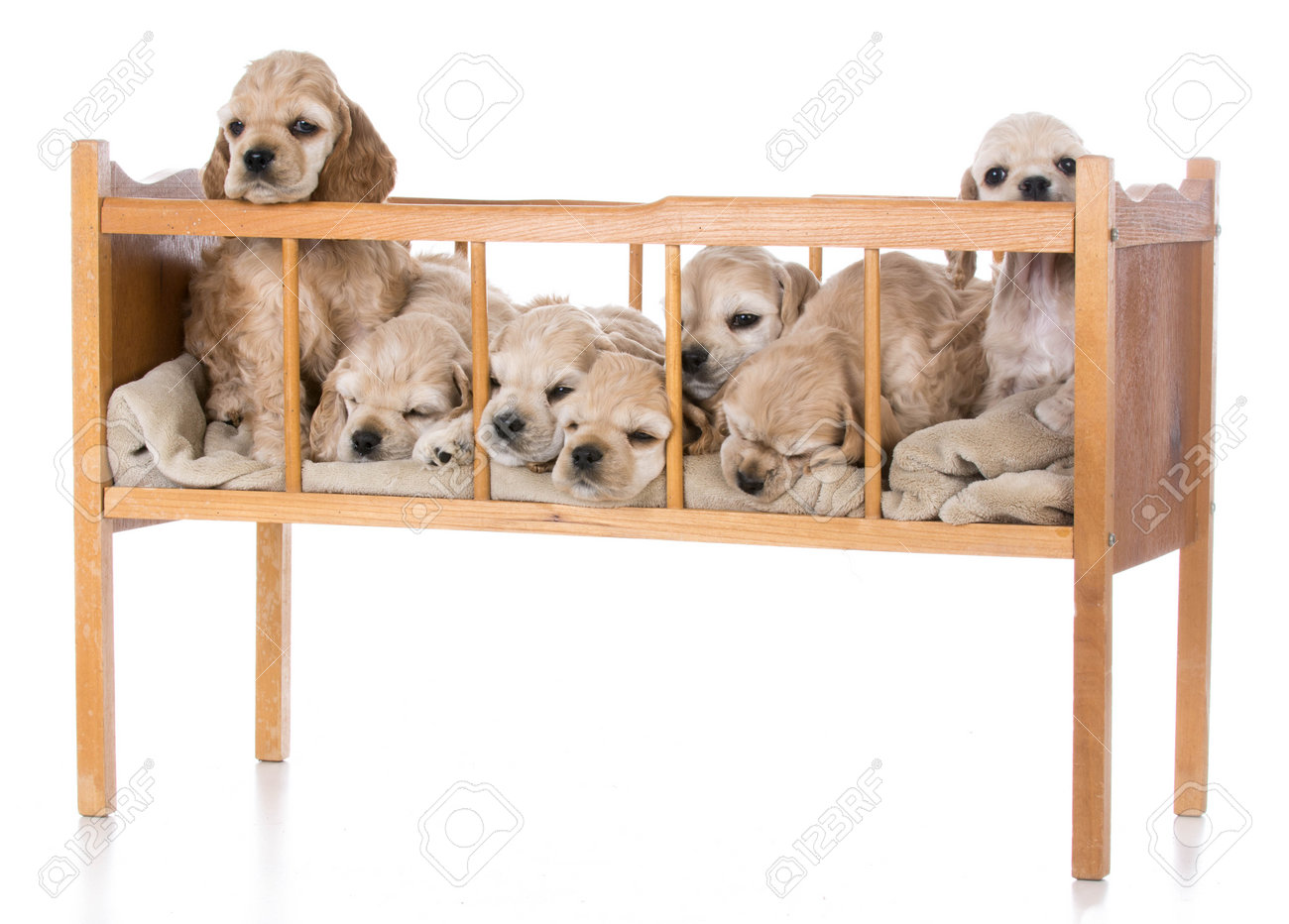 Litter Of Seven American Cocker Spaniel Puppies In A Cradle Stock