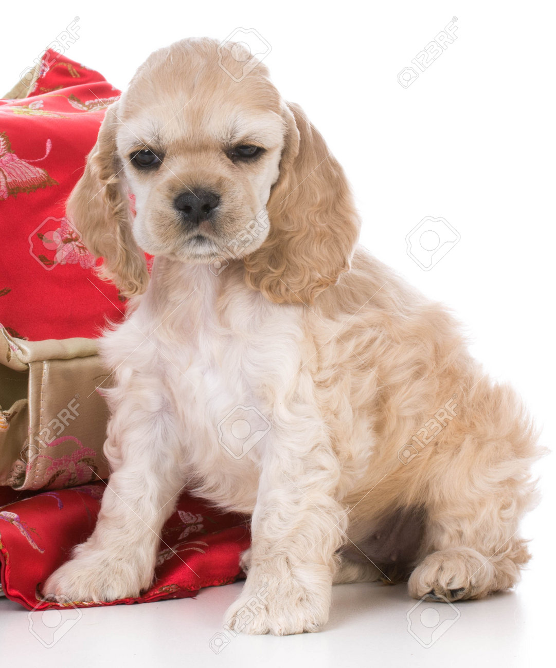 should dogs be neutered