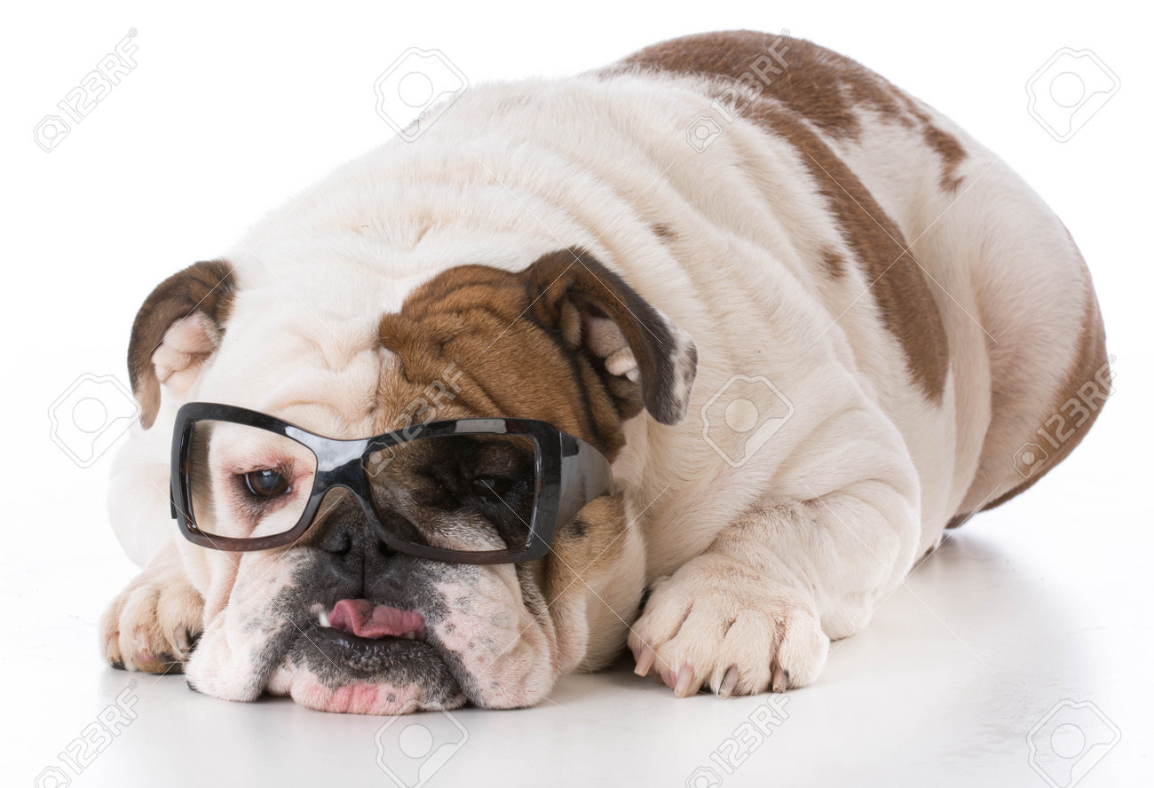 bulldog with glasses