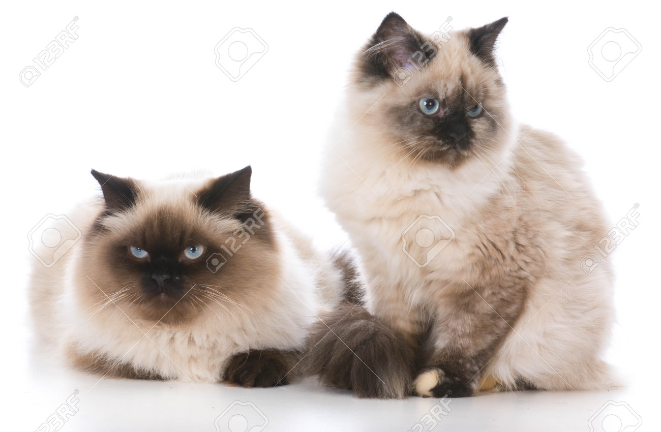 two ragdoll kittens isolated on white stock photo picture and