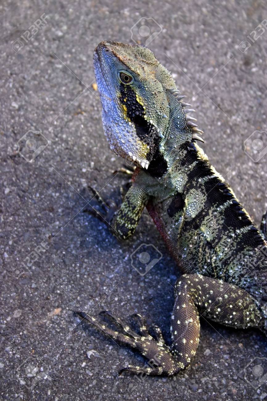 etiam-dictum-ipsum-a-felis