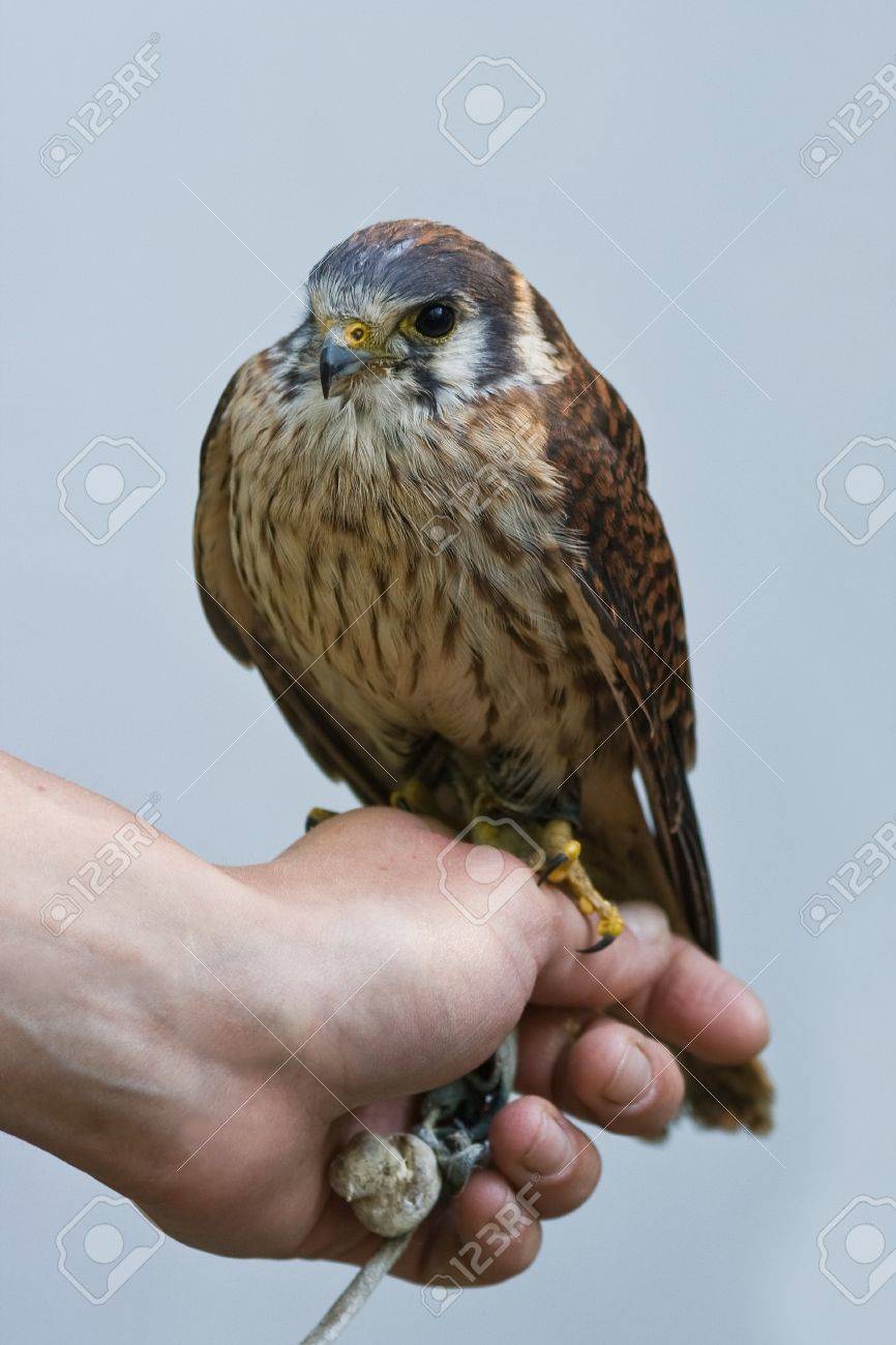 アメリカのチョウゲンボウは北アメリカで最も小さい隼です の写真素材 画像素材 Image