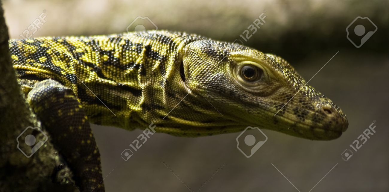 Baby Komodo Dragon About One Week Old Sitting On Branch Stock Photo Picture And Royalty Free Image Image Baby Komodo Dragon About One Week Old Sitting On Branch Stock Photo Picture And Royalty Free Image Image