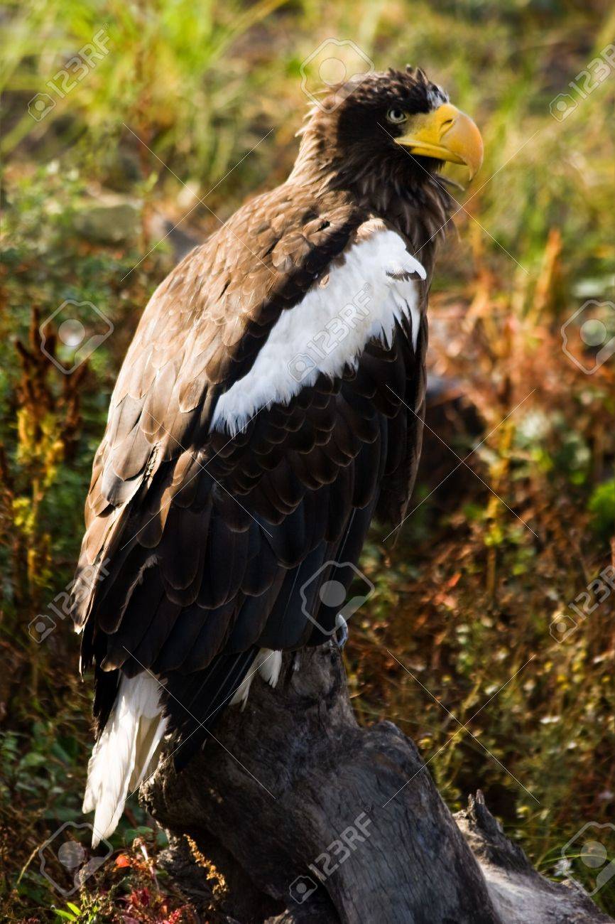 steller s sea eagle