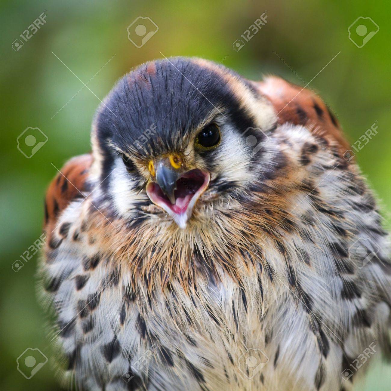 アメリカチョウゲンボウまたは雀鷹の悲鳴 正方形の画像 の写真素材 画像素材 Image アメリカチョウゲンボウまたは雀鷹の悲鳴 正方形の画像 の写真素材 画像素材 Image