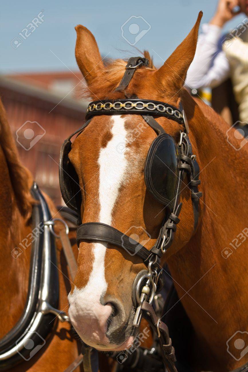 光茶色のドラフト馬祭では晴れた日にソファの目隠しに の写真素材 画像素材 Image