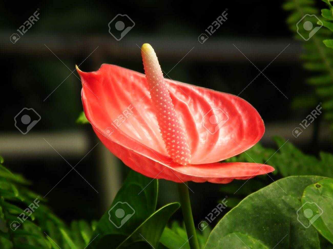 etiam-dictum-ipsum-a-felis