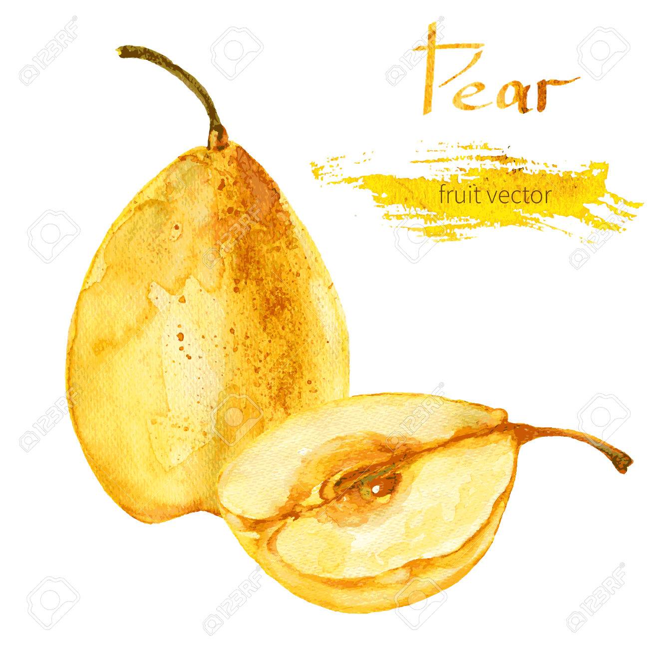 梨 梨の手描き白い背景の水彩画イラストを絵画の半分 フルーツのベクトル イラスト のイラスト素材 ベクタ Image