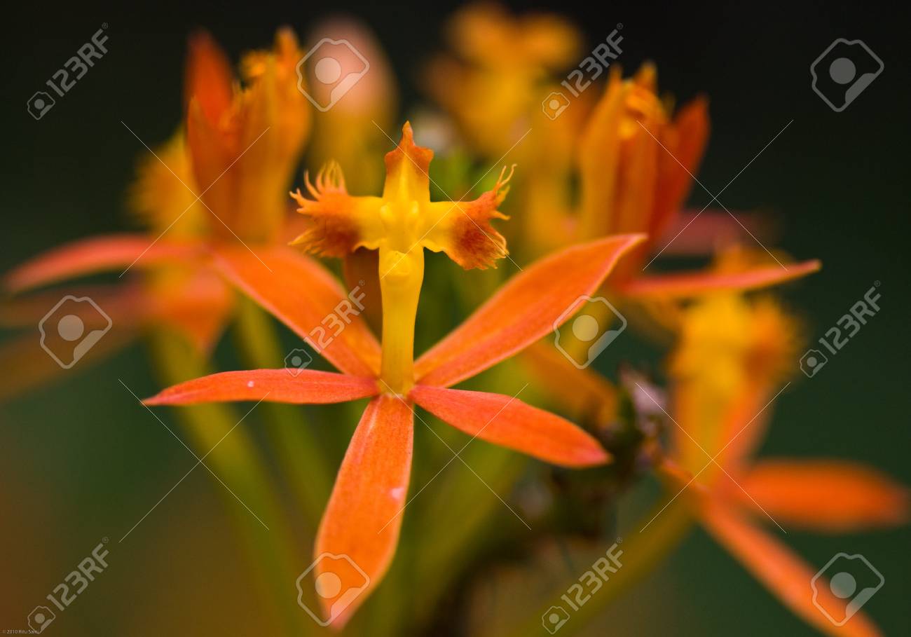 etiam-dictum-ipsum-a-felis