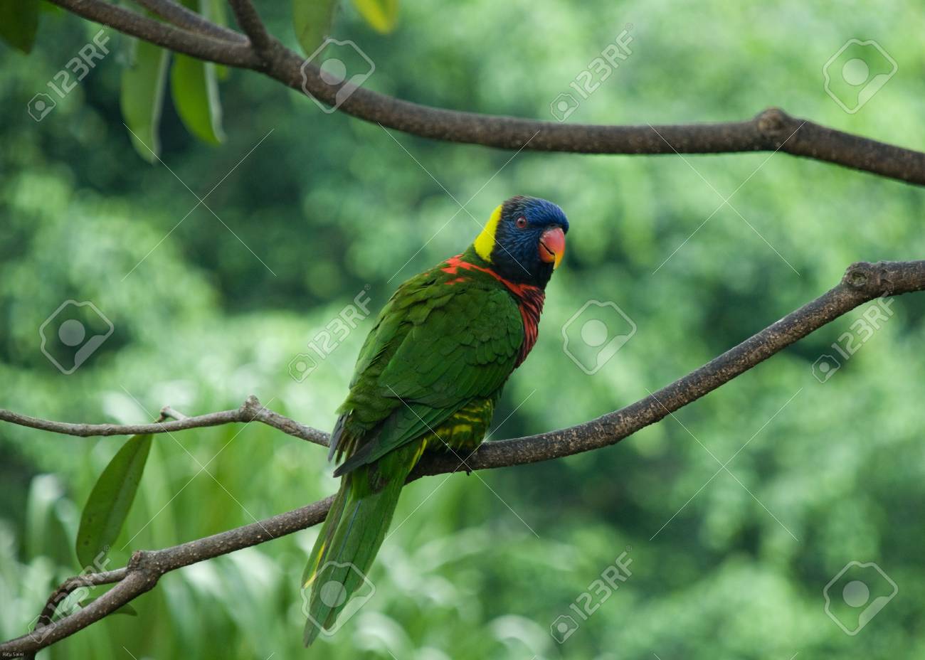 etiam-dictum-ipsum-a-felis