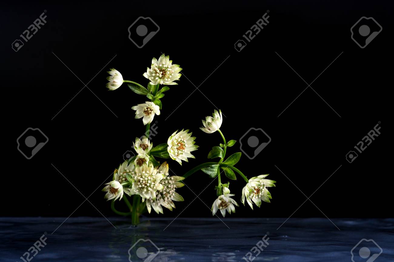 野生動物の幻想的な美しさの花 黒の背景に撮影スタジオ 水の花 の写真素材 画像素材 Image