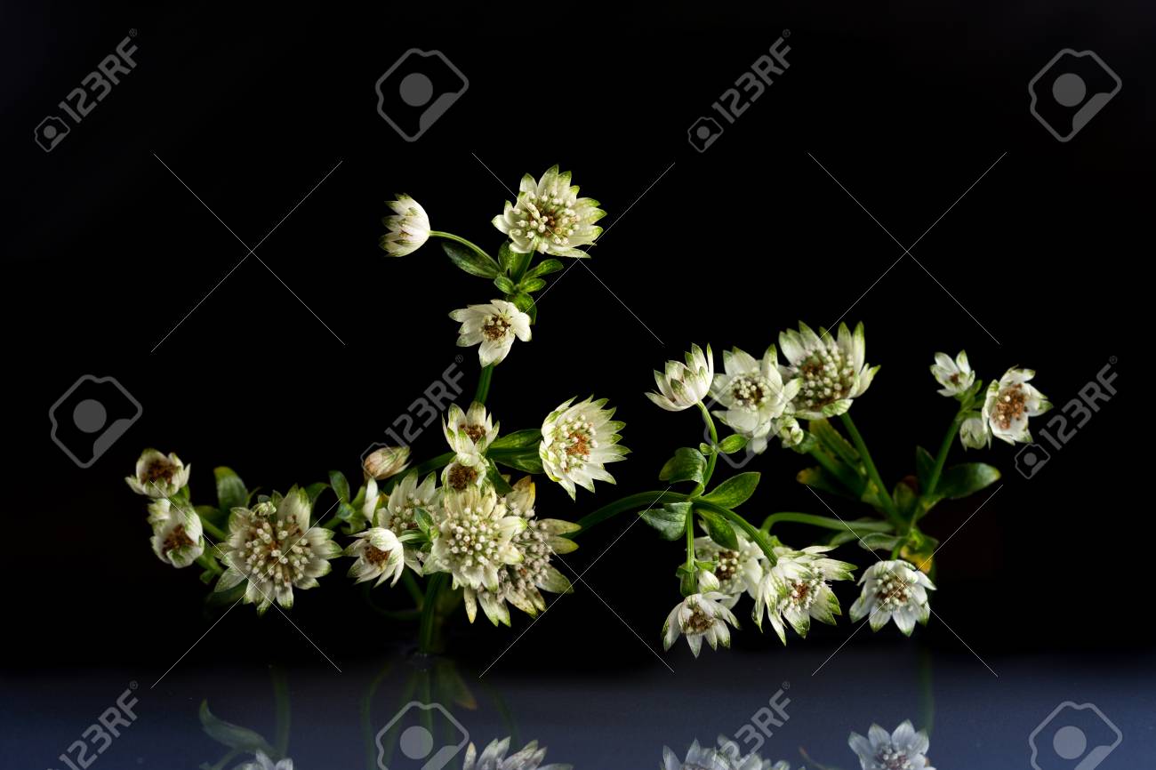 野生動物の幻想的な美しさの花 黒の背景に撮影スタジオ 水の花 の写真素材 画像素材 Image