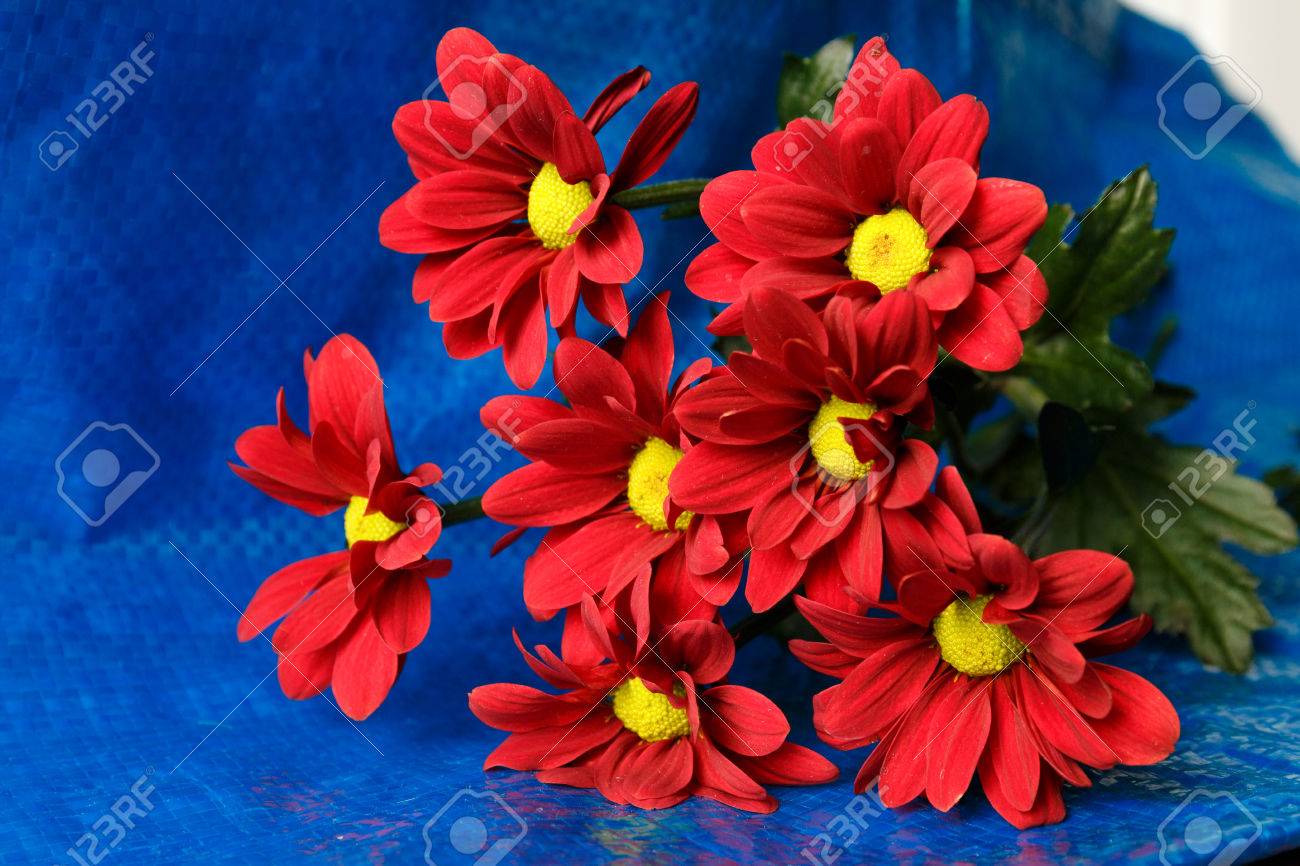 Chrysanthème Rouge Sur Fond Bleu Bouquet De Fleurs Rouges Avec Un Centre Jaune Sur Fond Bleu