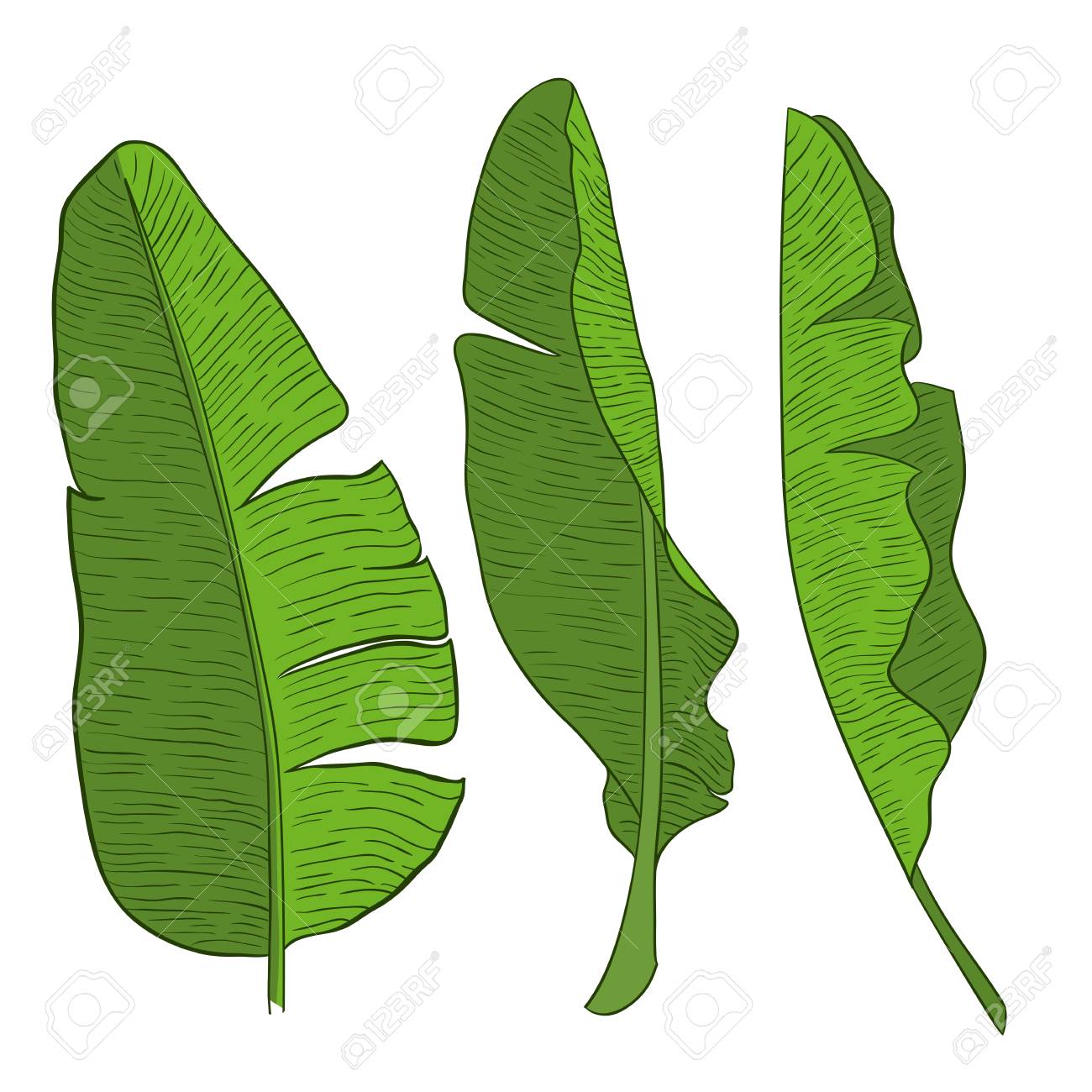 Banana Green Leaves Vector Illustration Royalty Free Cliparts Vectors And Stock Illustration Image
