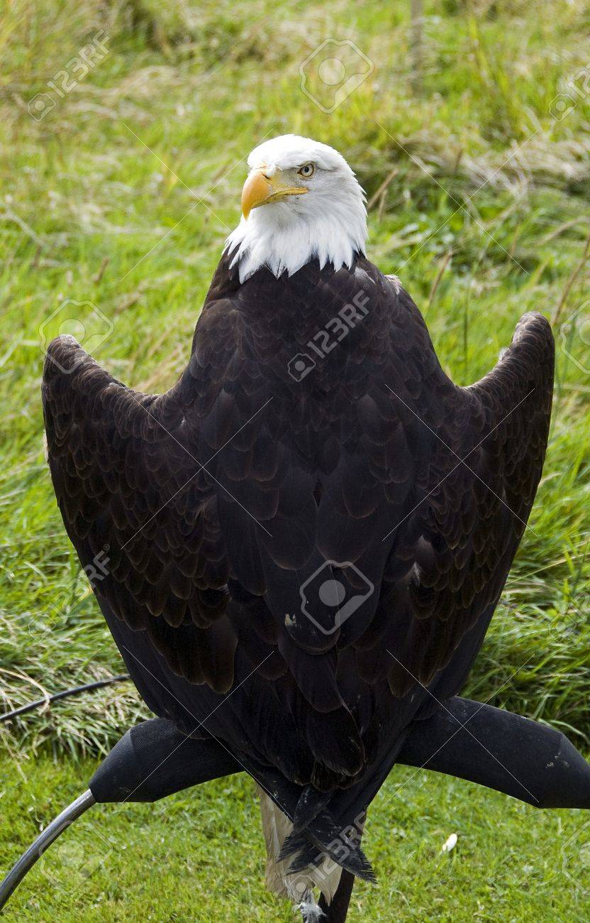 ハゲタカ鳥の野生の鳥ショー の写真素材 画像素材 Image 1427 ハゲタカ鳥の野生の鳥ショー の写真素材 画像素材 Image 1427