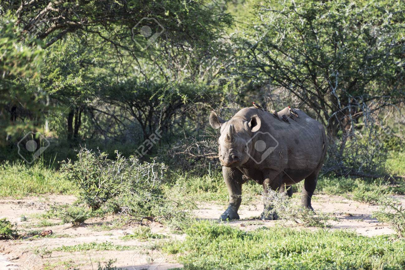 rhinoceros 5 stock rhinoceros 5 stock