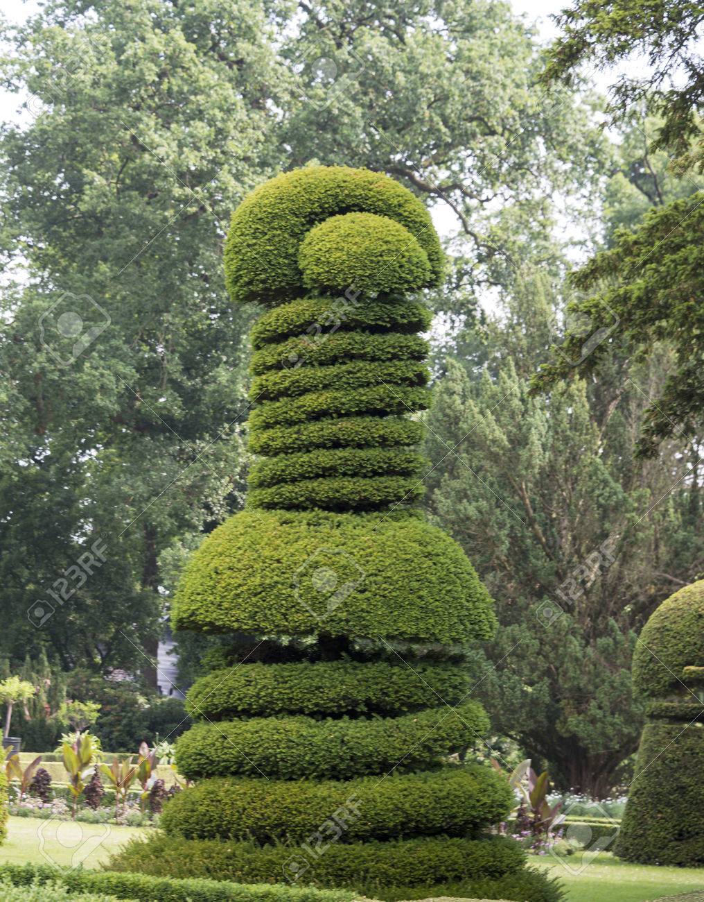 柘植の丸太。 人気 柘植の丸太。 NO.1718 柘植（ツゲ） 木材 ツゲ