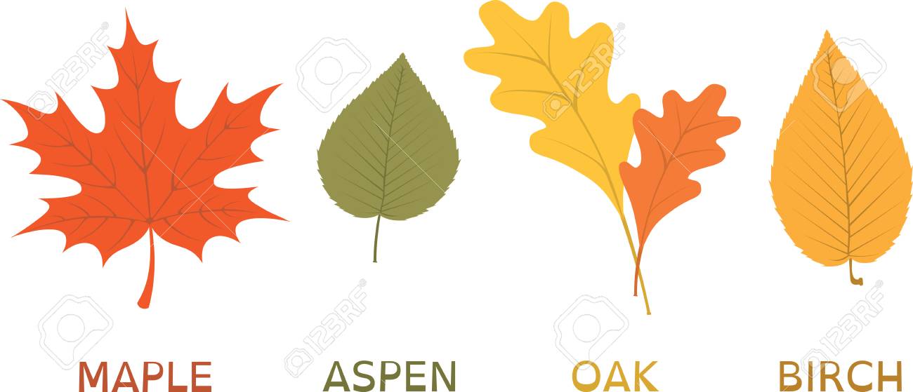 各種の秋木の葉は 秋の紅葉を飾るため のイラスト素材 ベクタ Image