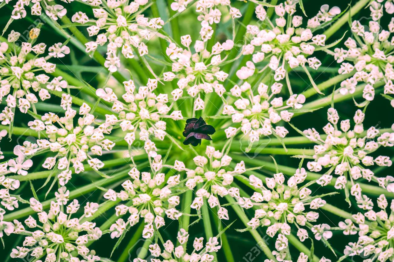 large wild flower with