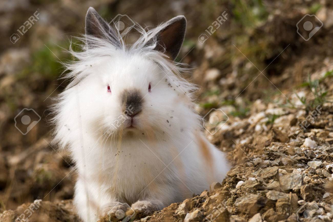 walking dog after desexing