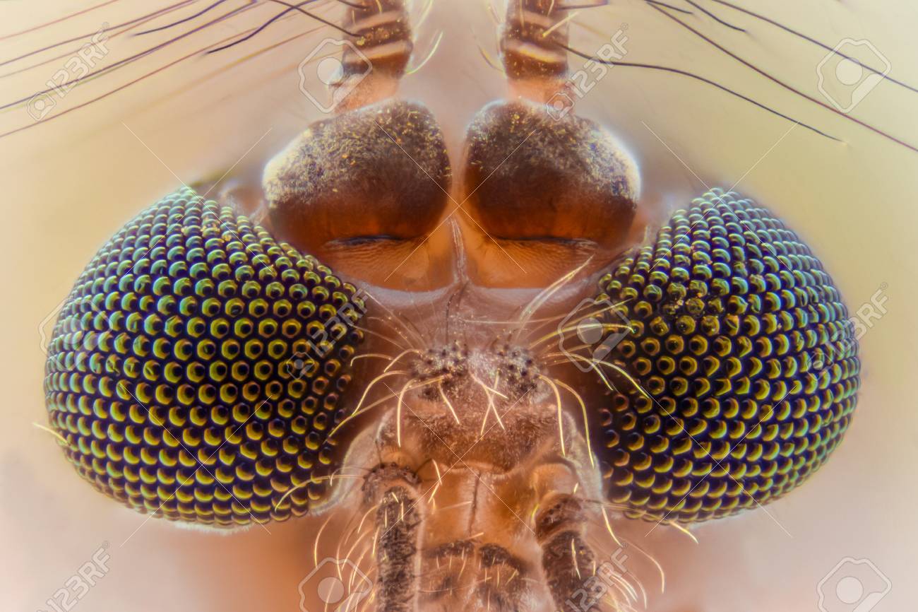 Extreme Magnification - Mosquito Head 免版權照片，圖片，畫像及圖片庫. Image 89033161