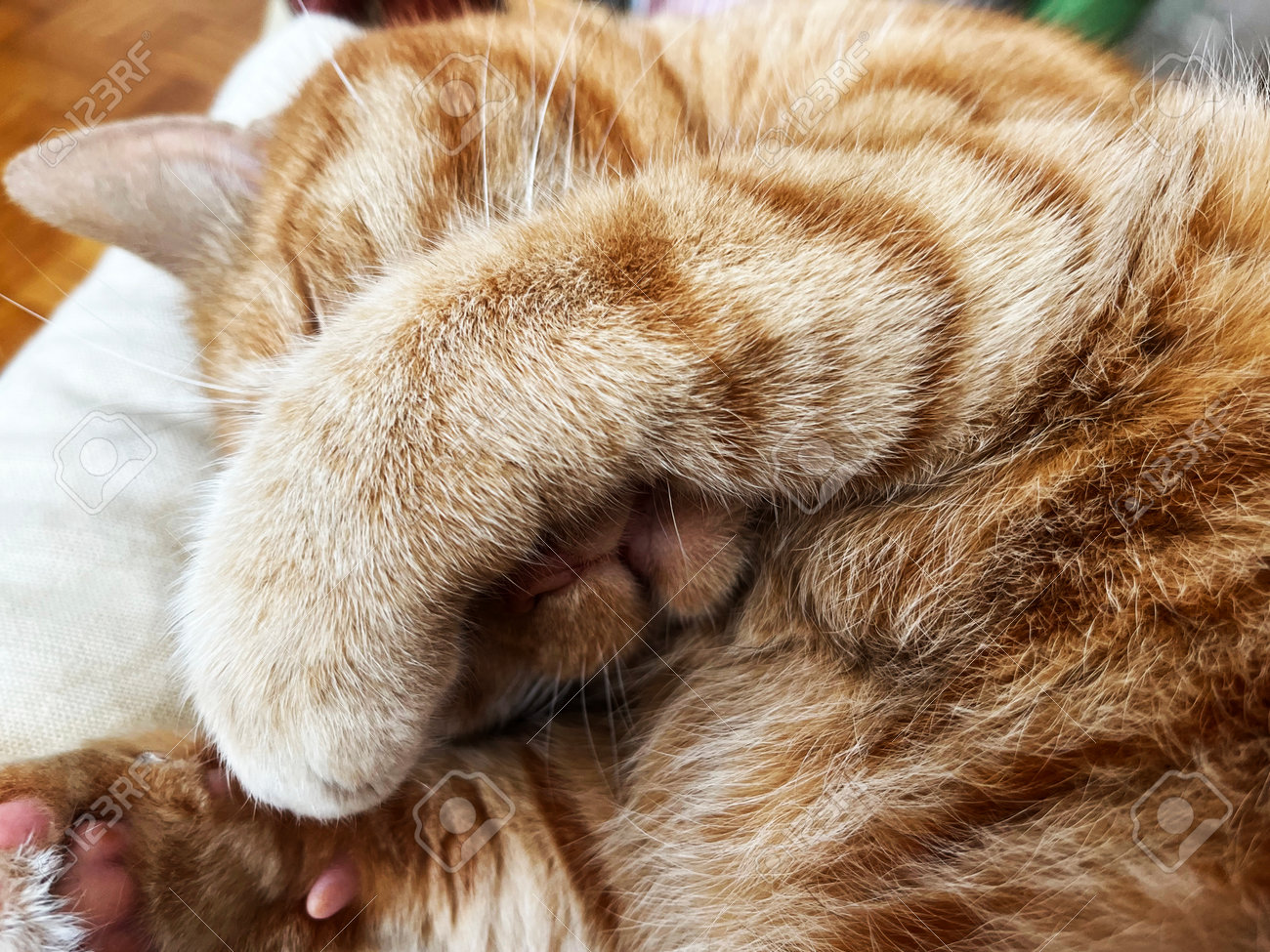 etiam-dictum-ipsum-a-felis