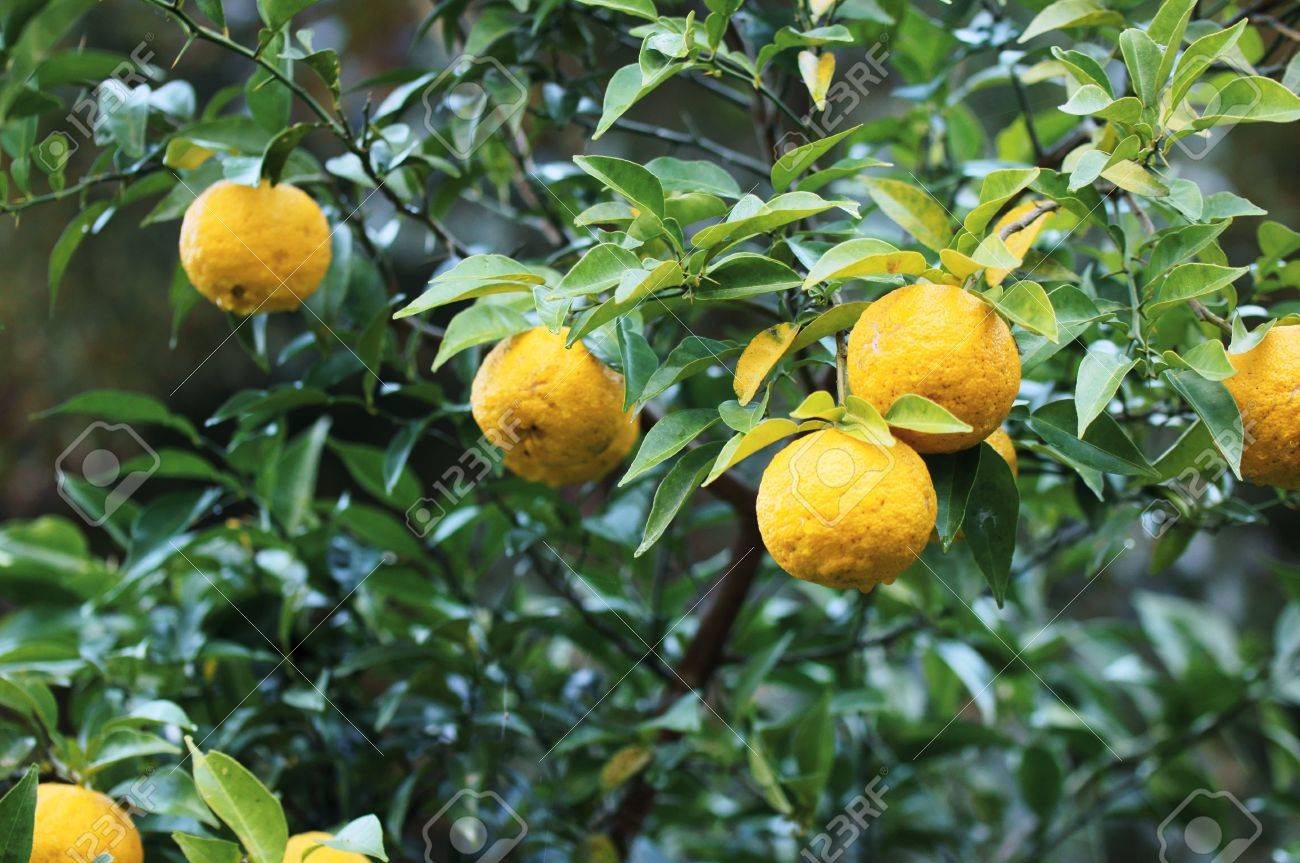 柚子 Junos 和柑橘の一種であります の写真素材 画像素材 Image