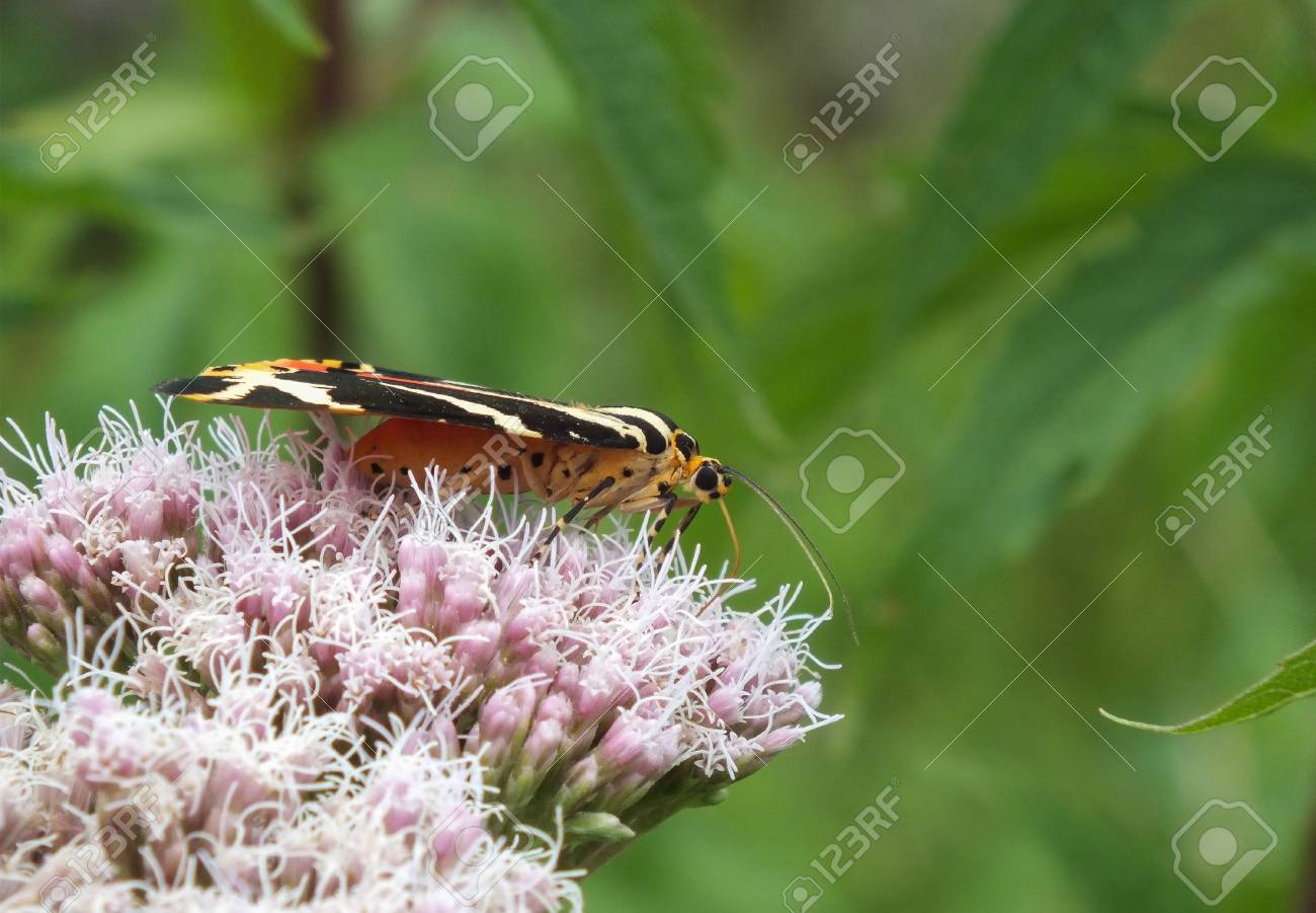 etiam-dictum-ipsum-a-felis