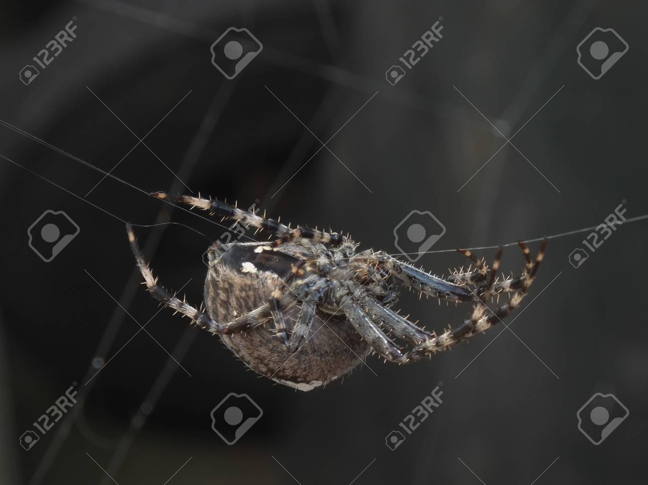 etiam-dictum-ipsum-a-felis