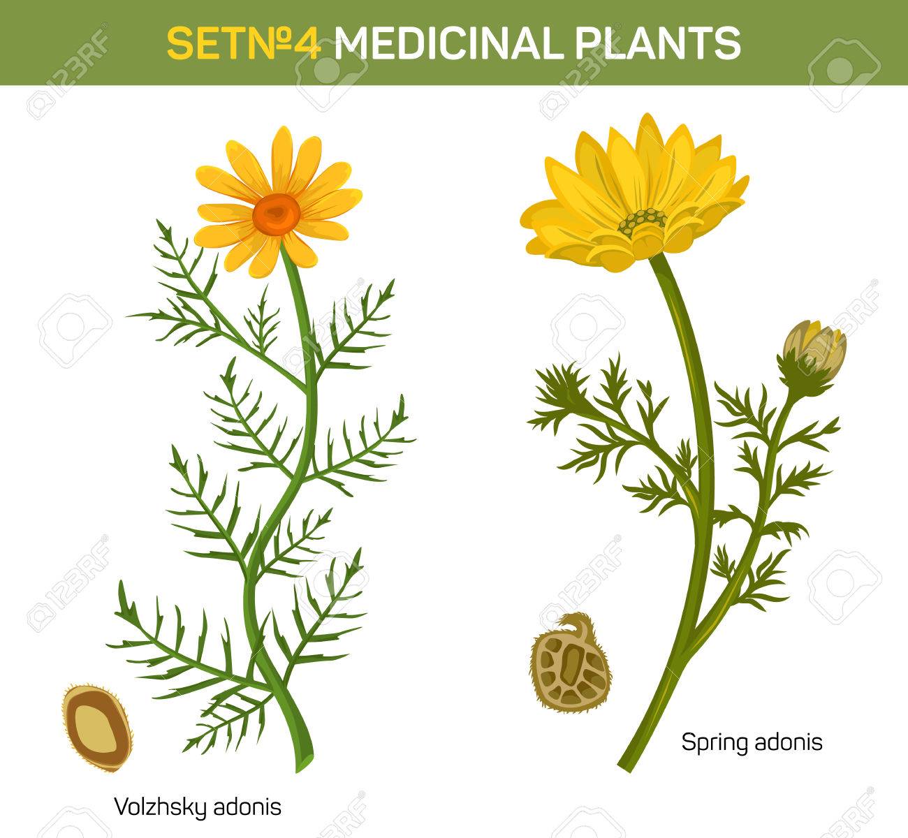 Wolgensis Et Au Printemps Adonis Floraison Des Plantes Les plantes médicinales et l'herboristerie : à la croisée de