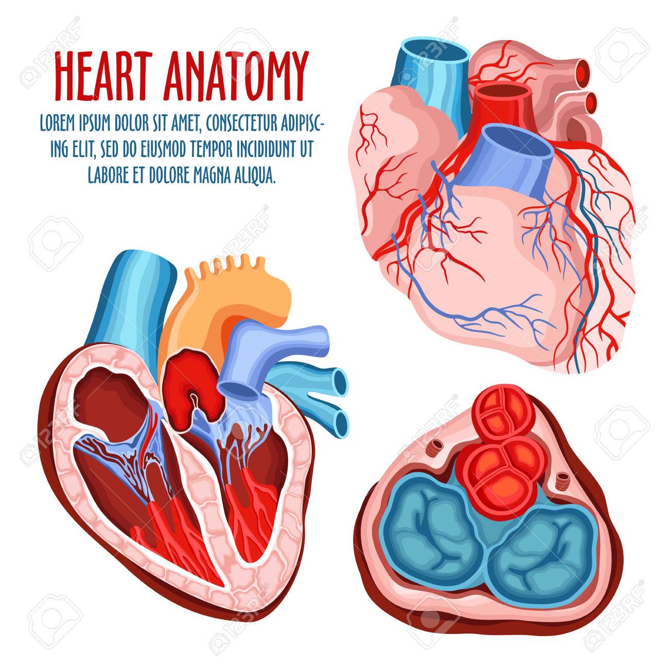 Anatomy of heart, human coronary organ with atrium and aorta, vein and artery for blood pulsation. Medical education and anatomical science poster, biological and surgery, health care and blood theme - 74918081 Anatomy of heart, human coronary organ with atrium and aorta, vein and artery for blood pulsation. Medical education and anatomical science poster, biological and surgery, health care and blood theme - 74918081