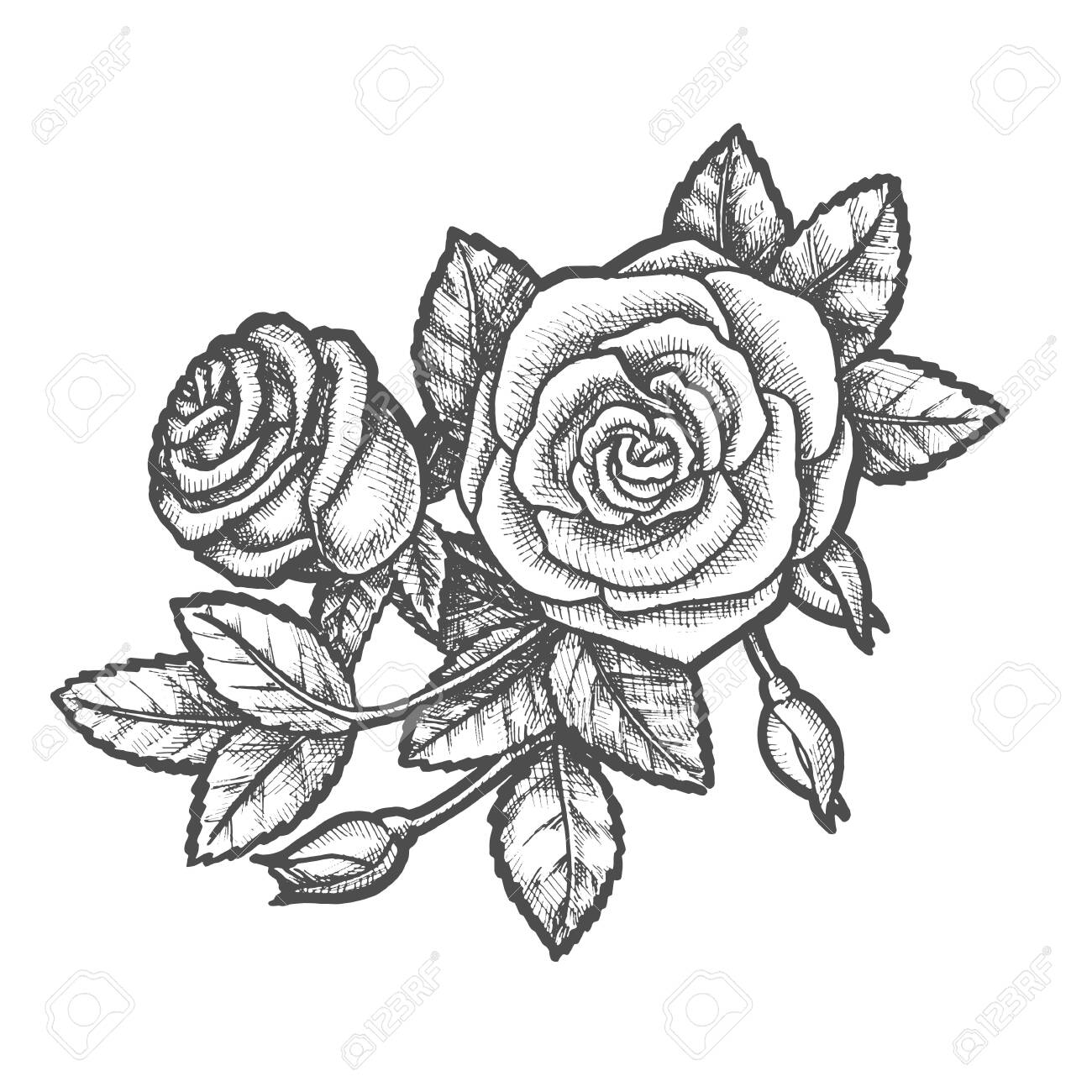 Hand Drawn Romantic Flower Or Vintage Rose Vector Illustration. Natural  Decoration For Wedding Or Valentine Day. Romantic Plant For Love And Beauty  Drawing. Holiday Gift And Celebration. Tattoo Клипарты, SVG, векторы, и
