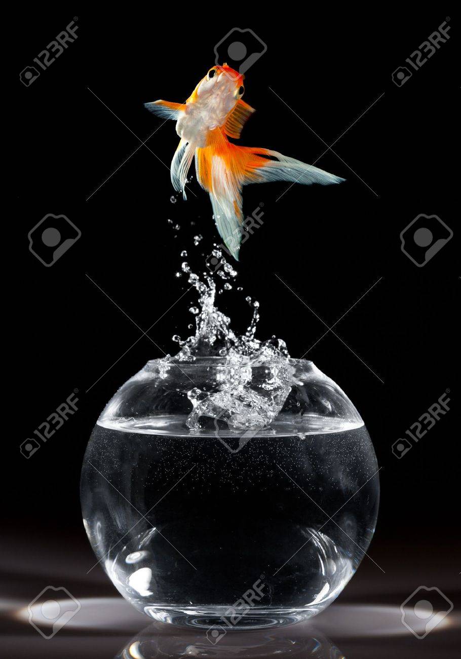 goldfish jumps upwards from an aquarium on a dark background - 7790509 goldfish jumps upwards from an aquarium on a dark background - 7790509