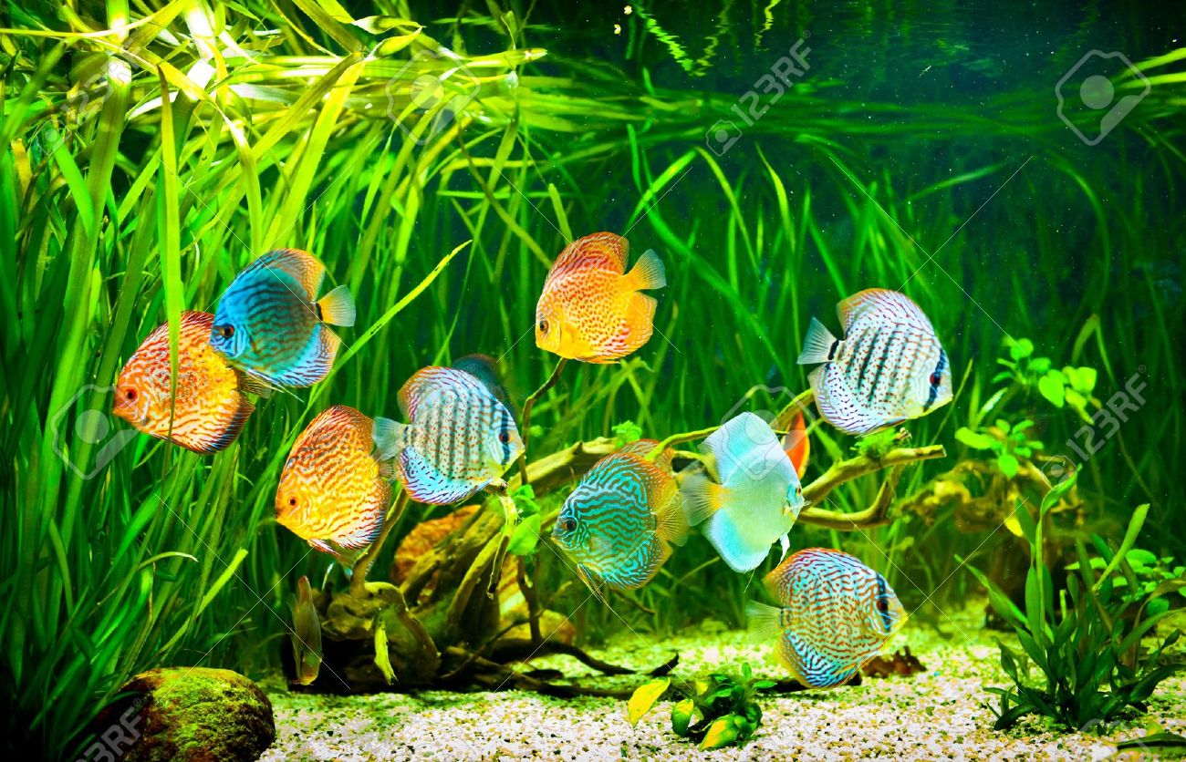 green aquarium