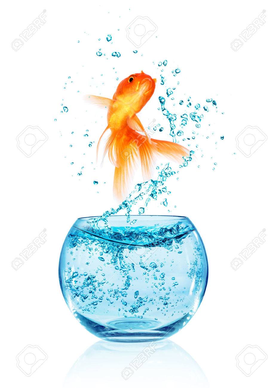 金魚水族館白い背景で隔離の外に飛び出します 自由の検索 の写真素材 画像素材 Image