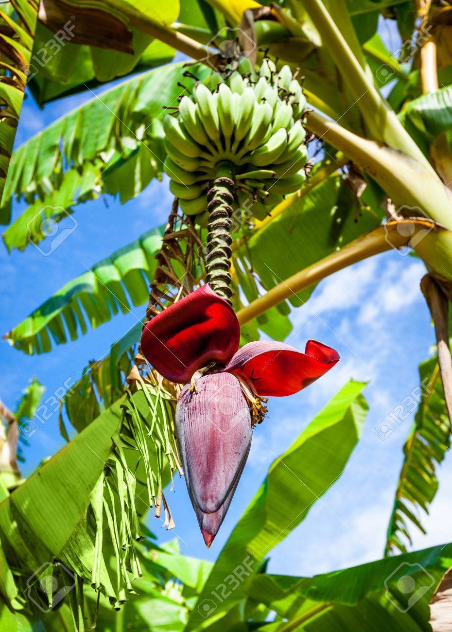 Banana Flower On Banana Tree Stock Photo, Picture and Royalty Free Image.  Image 29034674.