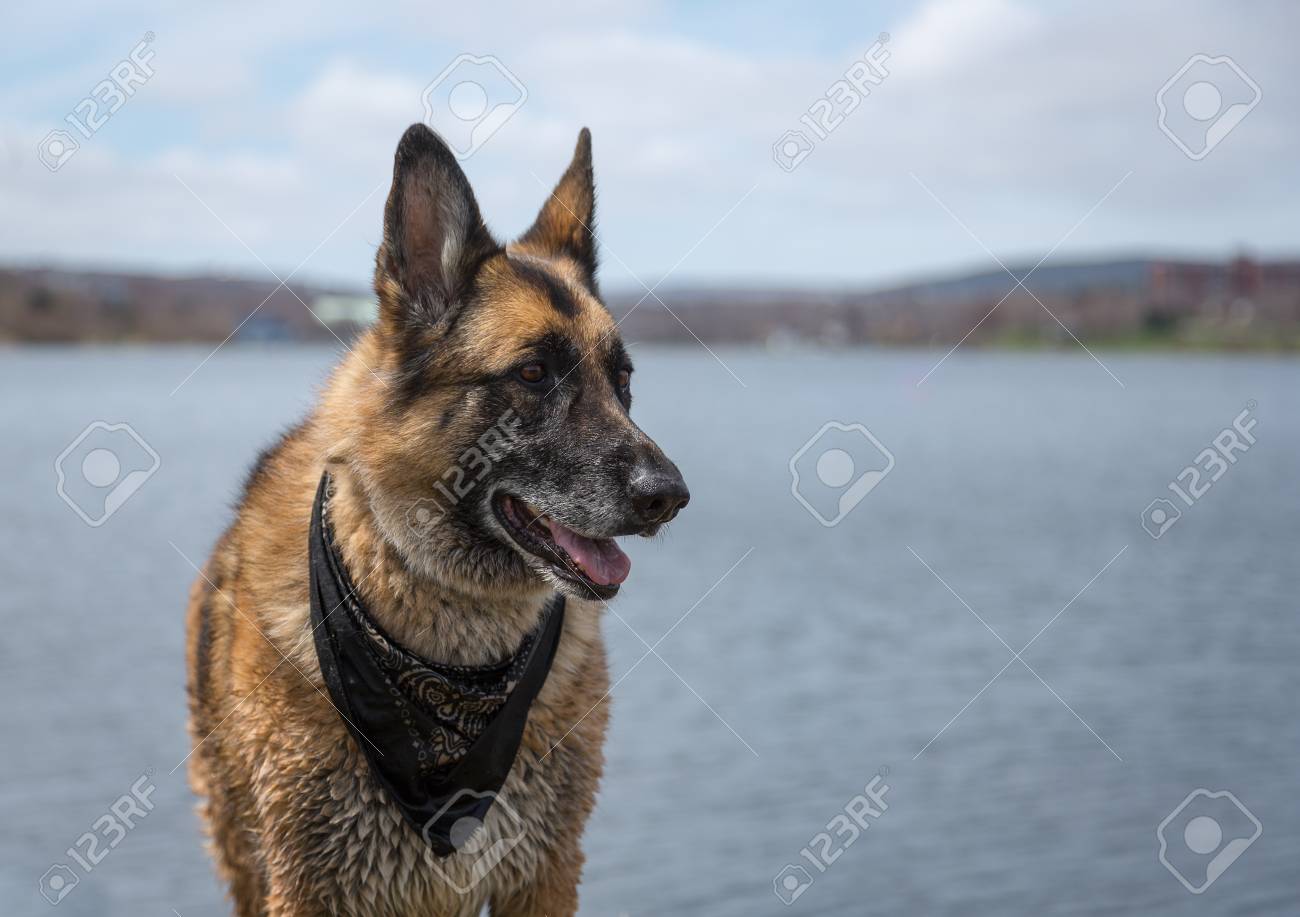 Chien De Berger Allemand Debout Près Du Lac Quidi Vidi à St Johns Terre Neuve Et Labrador