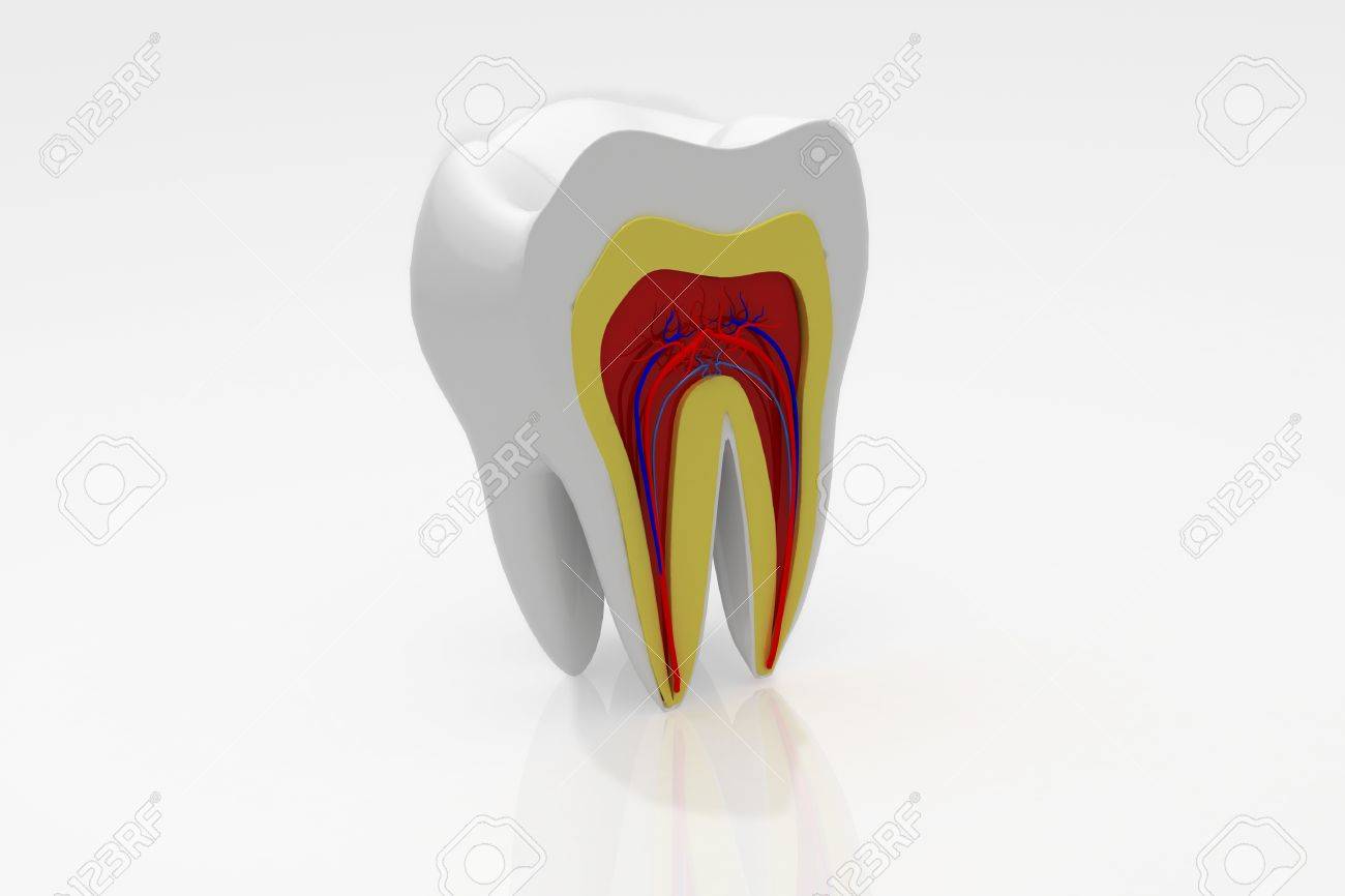 歯の断面図 の写真素材 画像素材 Image
