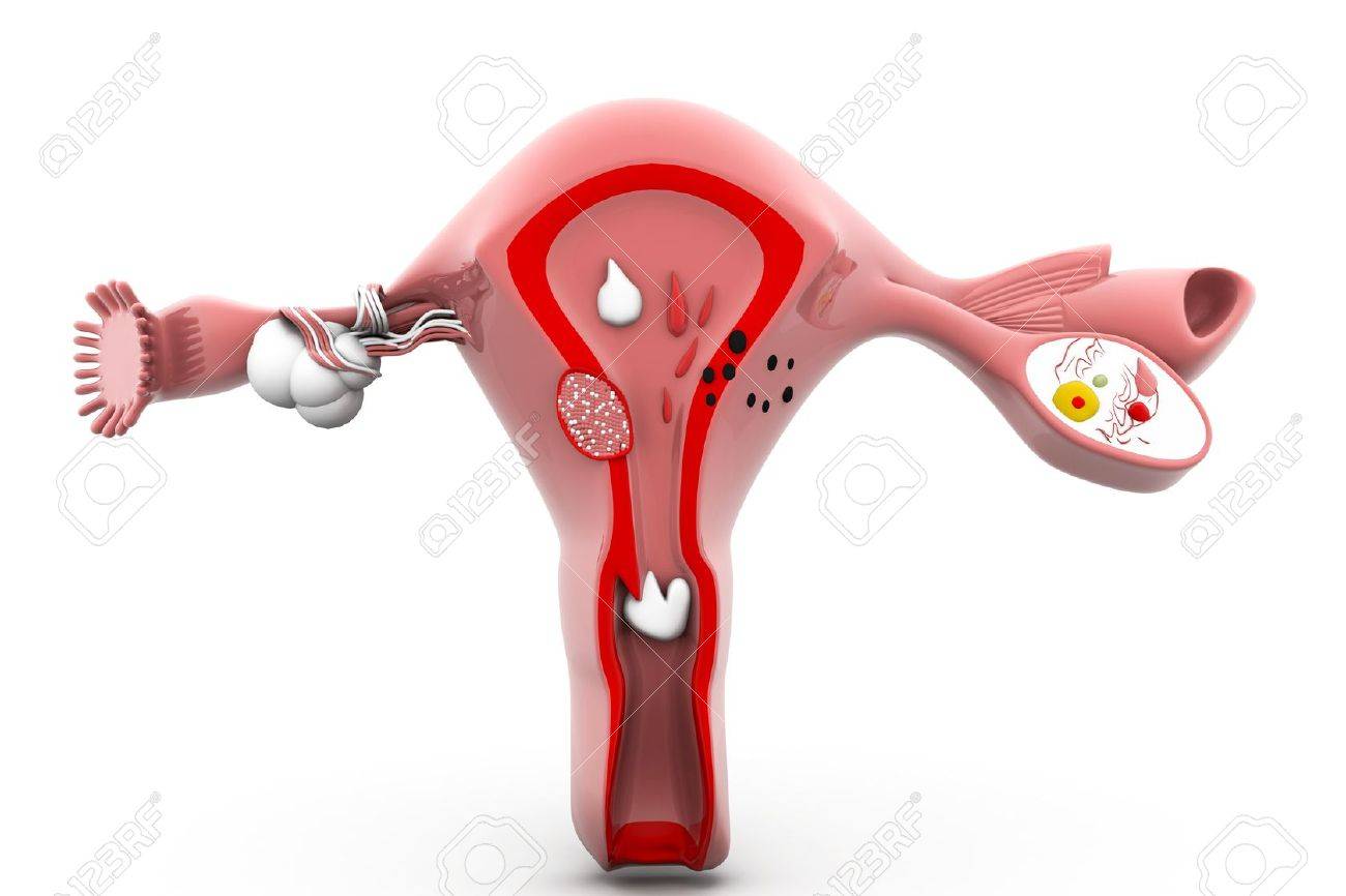 人間の子宮と卵巣 の写真素材 画像素材 Image