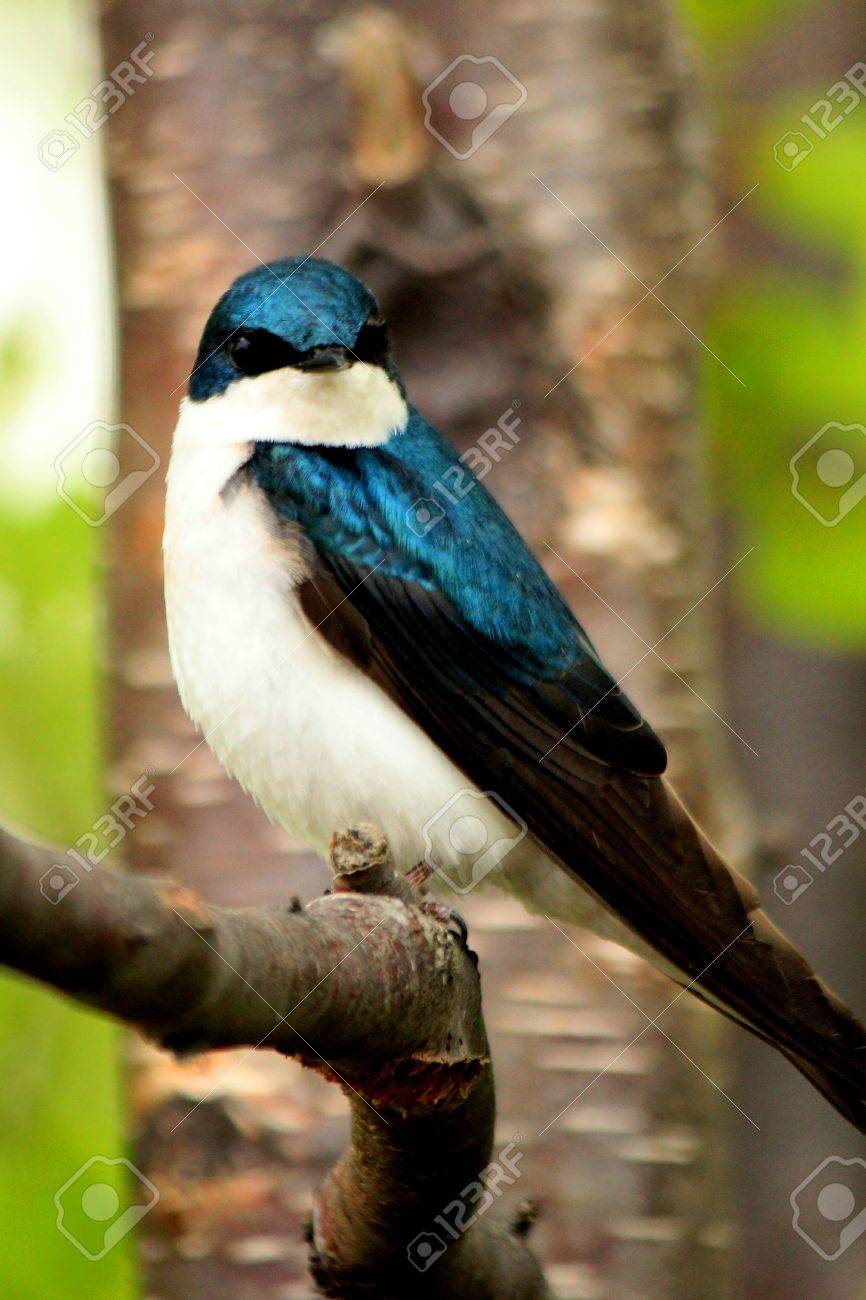 アンカレッジ アラスカの近くの木にミドリツバメ の写真素材 画像素材 Image アンカレッジ アラスカの近くの木にミドリツバメ の写真素材 画像素材 Image