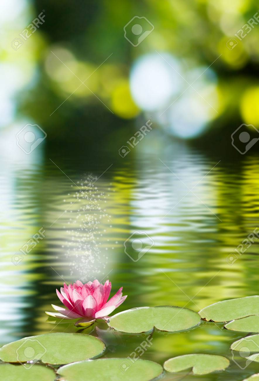 水面に蓮の花の画像 の写真素材 画像素材 Image