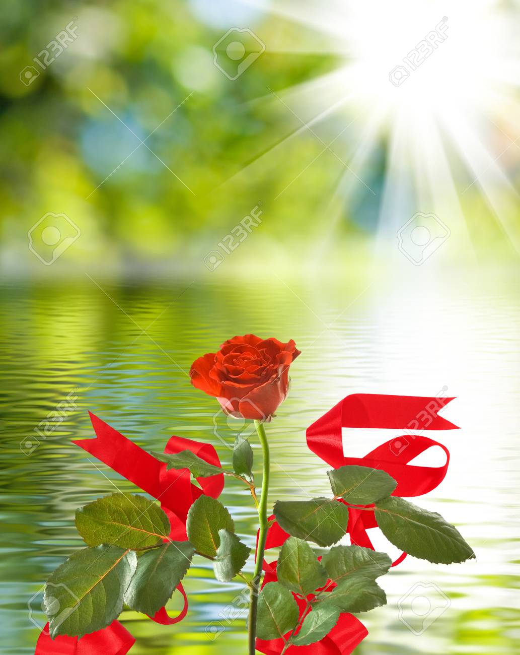 flor hermosa en la flor color de rosa hermosa del fondo del agua en
